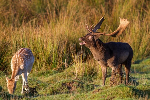 Couple de cerfs sur une promenade