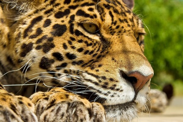 Majestätischer nachdenklicher Tiger in Trauer