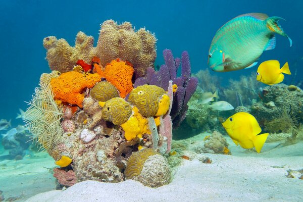 Hermoso fondo marino con peces de colores