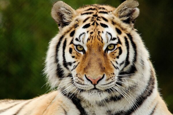 Хищный полосатый молодой тигр