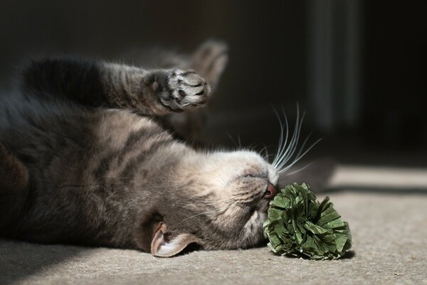 Katze spielt mit einer Blume auf dem Boden