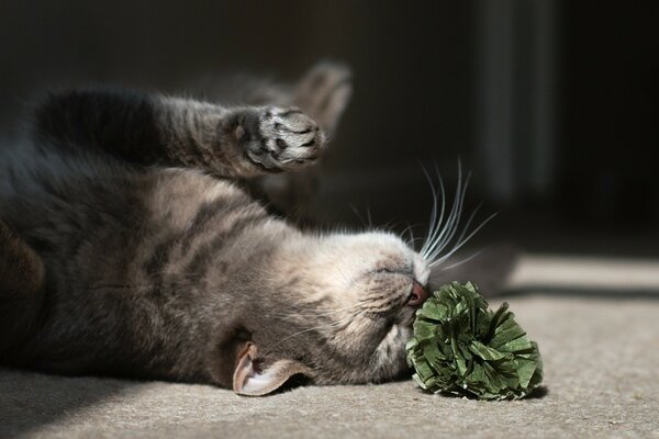 Kot bawi się kwiatem na podłodze