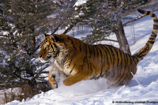 Saut de chat sauvage sur une journée d hiver