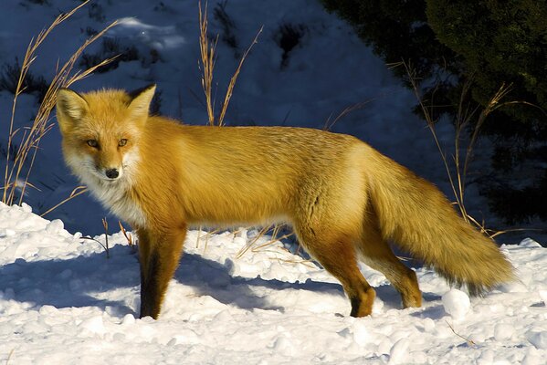 Fox in the snow in the winter forest