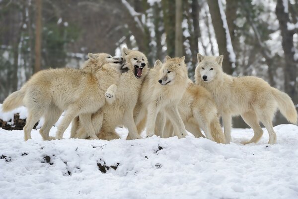 Stado wilków na tle białego śniegu