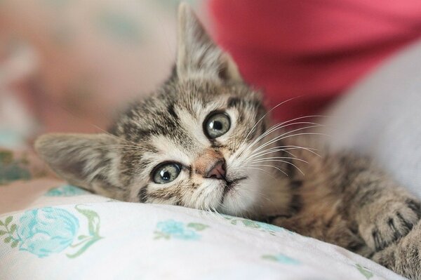 Photo of a cute playful cat