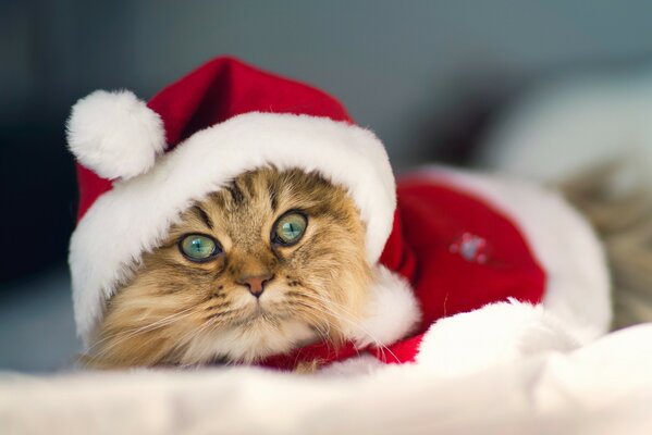 A cat in a Santa Claus costume