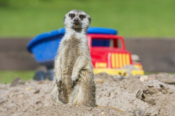 Suricata está de pie en la arena