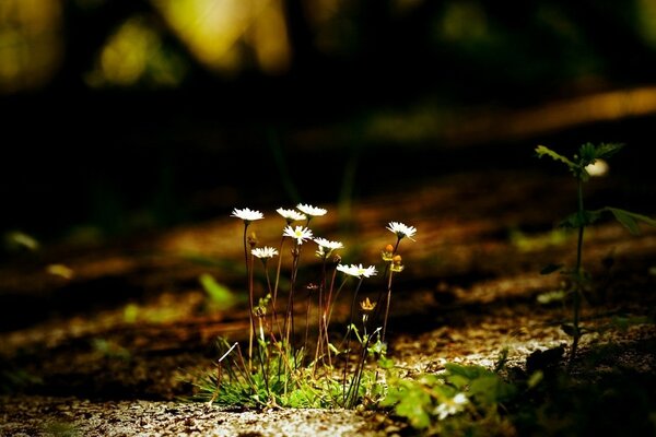 Daisies illuminated by rays of light in a dark forest