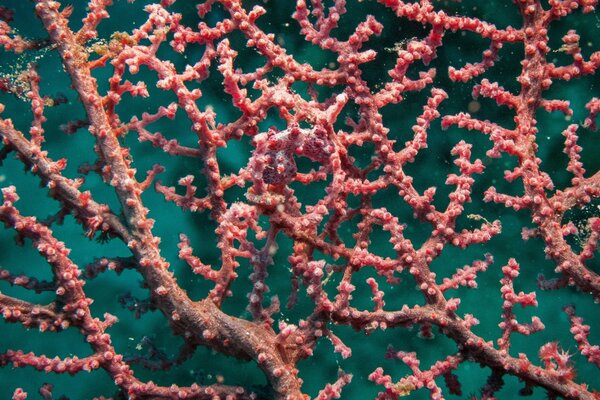 Masking a seahorse in corals