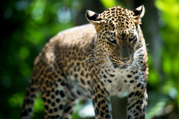 Belle bête guépard sur fond