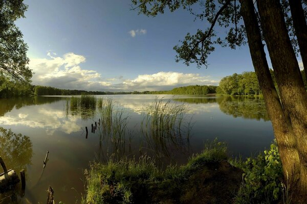 Reflexion von Wolken und Bäumen in der Oberfläche des Sees