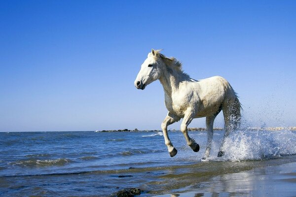 Cheval blanc galopant sur l eau