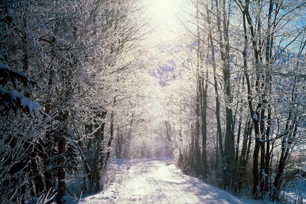 Frosty winter morning in the forest