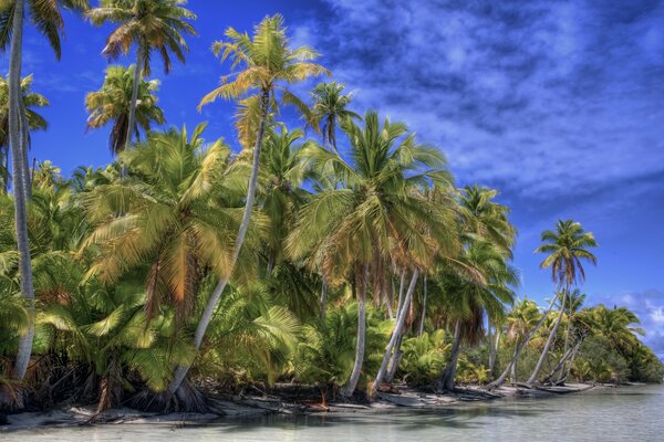 Palmeras en la costa del mar