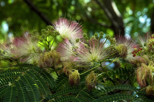 Tropische grüne Blume