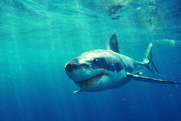 Requin blanc prédateur sous l eau