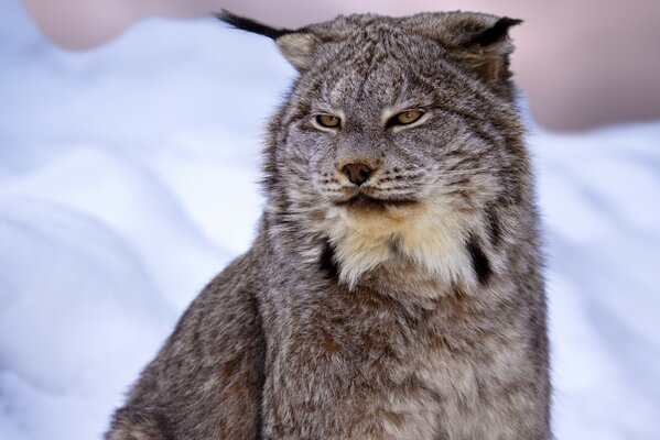 Lince bel gatto selvatico