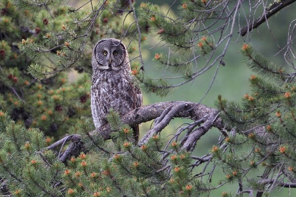 Slava is sitting on a pine branch