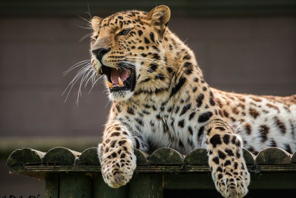 Amur-Leopard zeigt Eckzähne