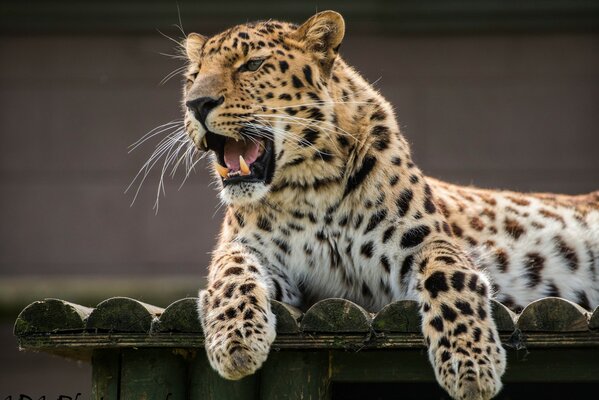 Il leopardo dell Amur mostra le zanne