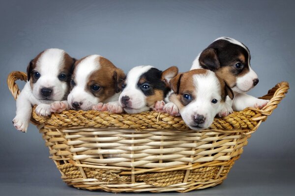 Cute puppies in a breeding basket