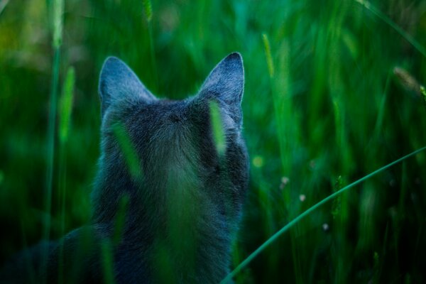 Vue arrière du chat dans l herbe