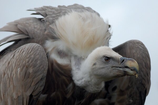 L oiseau de proie vautour fait référence aux charognards