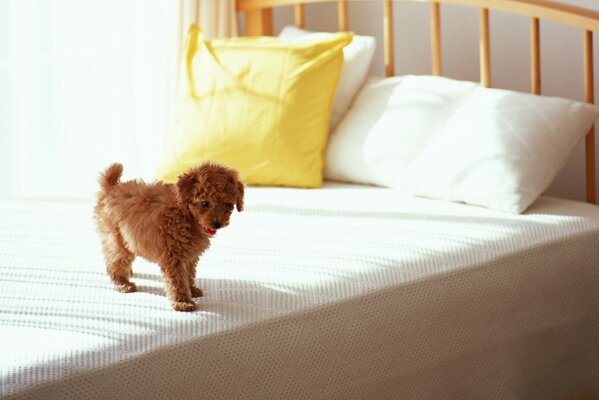 Curly puppy in the morning on the bed