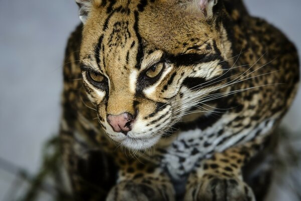 Hermoso gato con aspecto salvaje