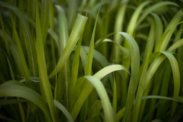 Close green blades of grass picture