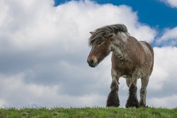 Pequeño caballo camina sobre las prostatas