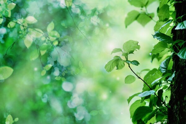 Entre las hojas verdes del árbol se filtra la luz