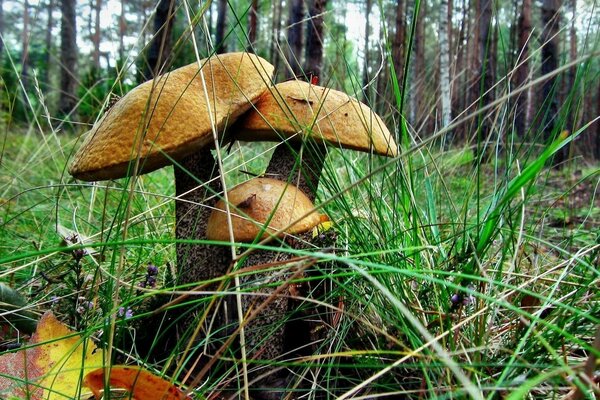 Los hongos del bosque crecen en la hierba