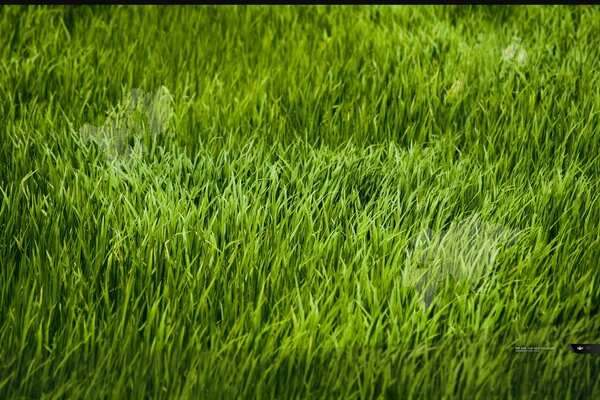 Immagine di erba verde succosa