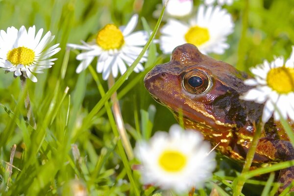 Frosch in Blumen auf einem Feld in Gänseblümchen