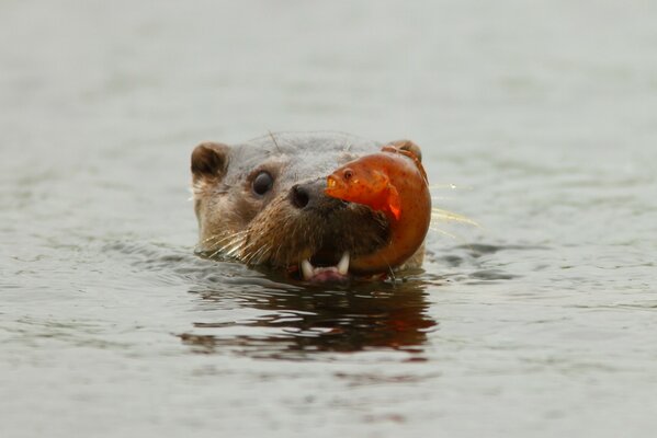 Bild von einem Otter mit einem Fisch in den Zähnen