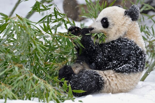 Even in winter, the panda prefers bamboo