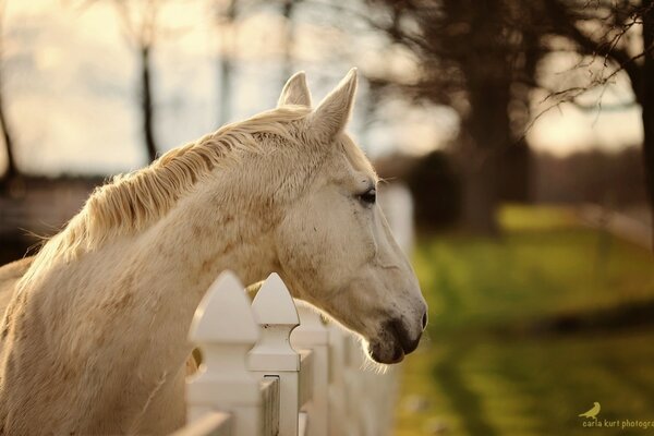 The white horse looks away