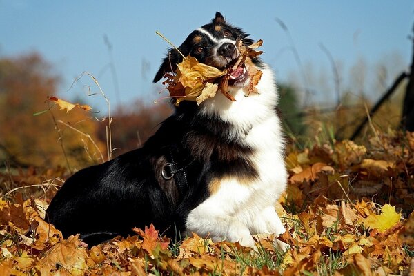 Dog plays with fallen leaves