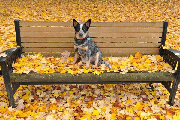 A dog on a bench in yellow foliage