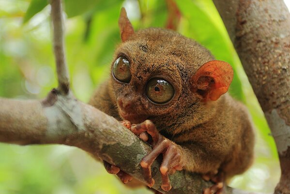 The Filipino tarsier is sitting on a tree