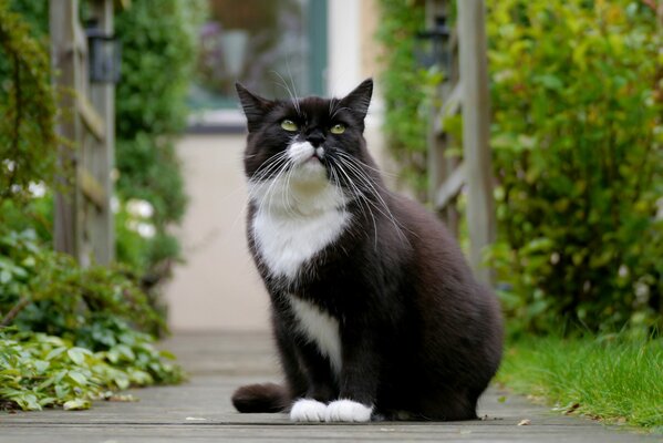 Chat noir et blanc avec des yeux verts et belle vue