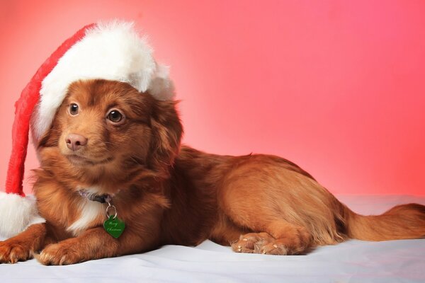 A red-haired dog in a Christmas hat