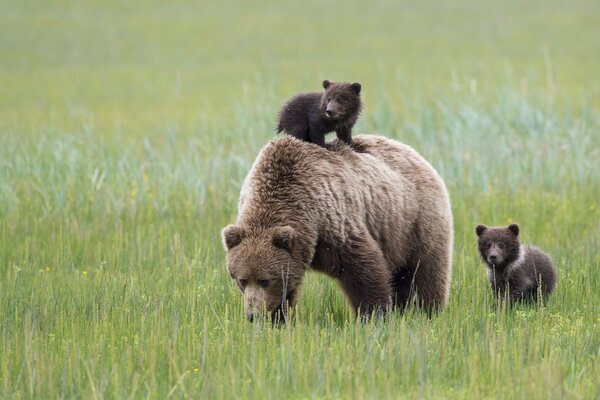Cubs walk with their mother bear in the forest