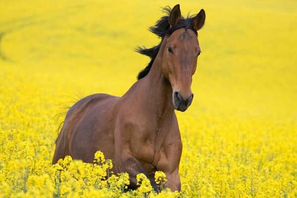 Un cheval brun court sur un champ de fleurs jaune