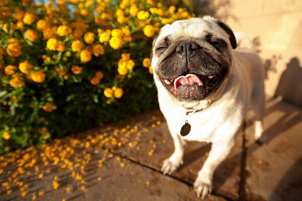 Dog-smile handsome pug