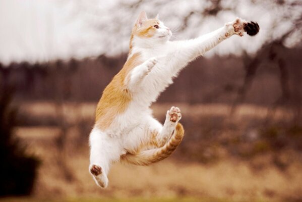 Image of a cat jumping on a pyro