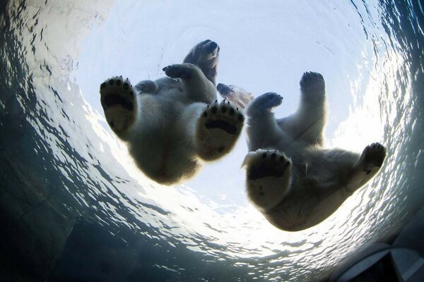 Eisbären baden im Wasser