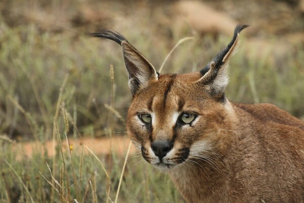 El lince de la estepa Mira a la presa en la hierba